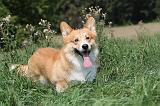 CORGI PEMBROKE 250